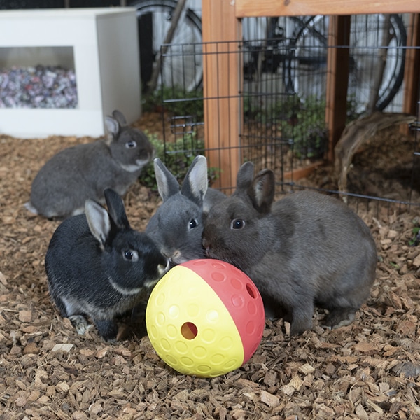 Arrangement Chemicaliën Medisch wangedrag Roll & Find Large - Snackbal voor konijnen
